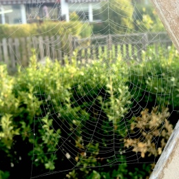 Spindelnät i trädgård/uteplats. Foto: Elisabet Borg