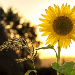Sunflower. Photo by Pixabay on Pexels.
